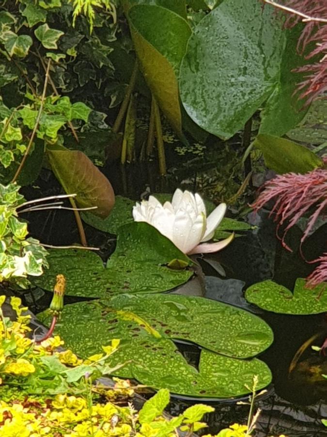 Tropical Garden Oasis Rooms Birmingham Bagian luar foto