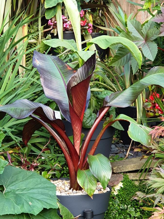 Tropical Garden Oasis Rooms Birmingham Bagian luar foto
