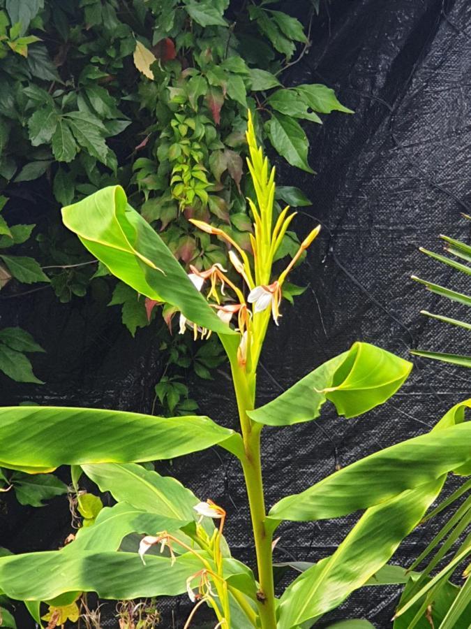 Tropical Garden Oasis Rooms Birmingham Bagian luar foto