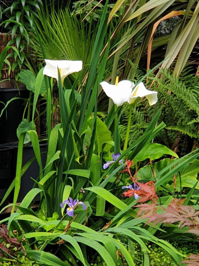 Tropical Garden Oasis Rooms Birmingham Bagian luar foto