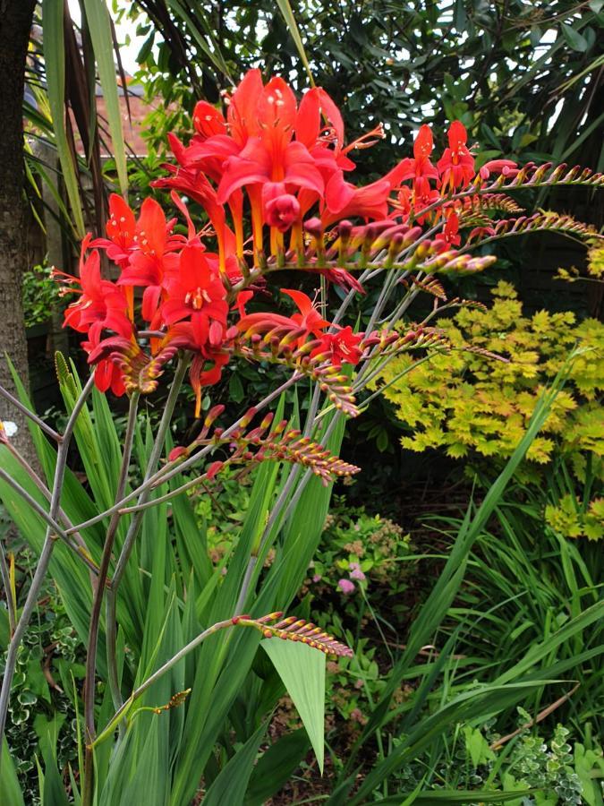 Tropical Garden Oasis Rooms Birmingham Bagian luar foto
